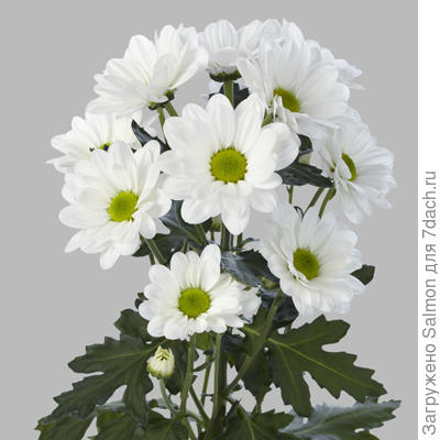 Хризантема на срез