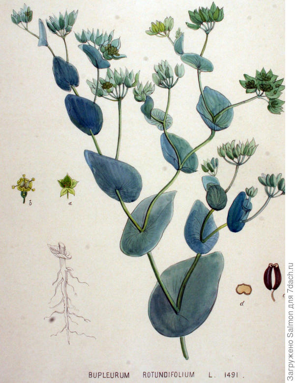 Bupleurum rotundifolium