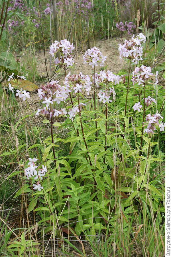 Saponaria officinalis