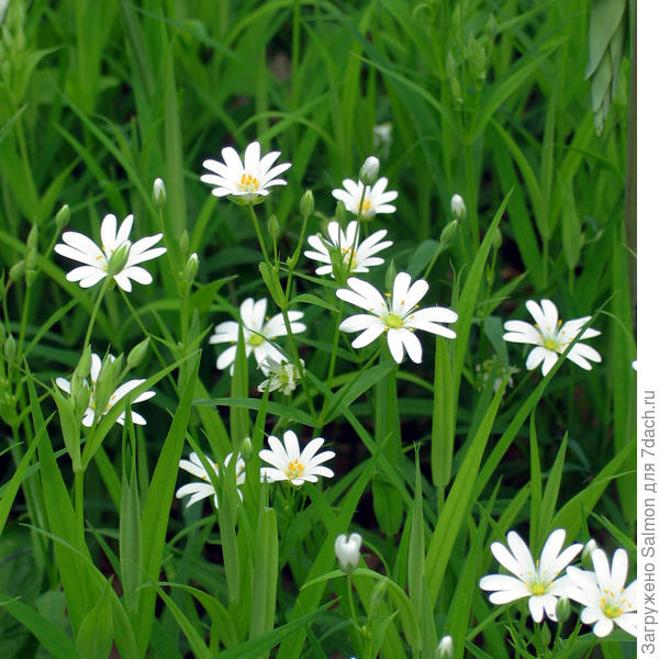 Stellaria holostea