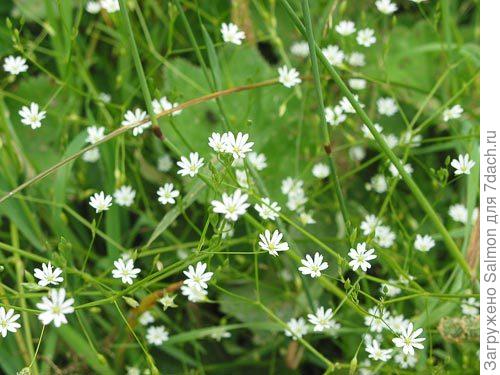 Звездчатка злаковидная