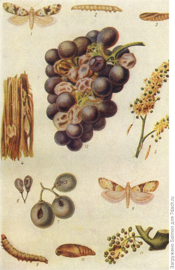 Двулётная листовертка, гроздевая листовёртка