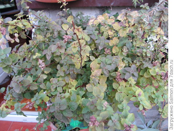 Душица осенью