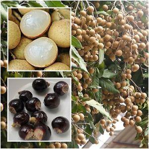 Лонган: плоды, семена, ветки с плодами