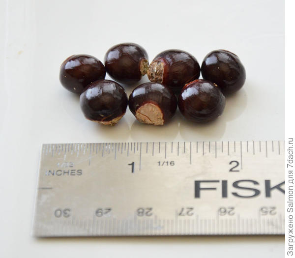 Семена драконового глаза (лонгана)