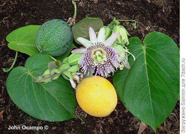 Пассифлора лентовидная ("пассифлора сладкая")