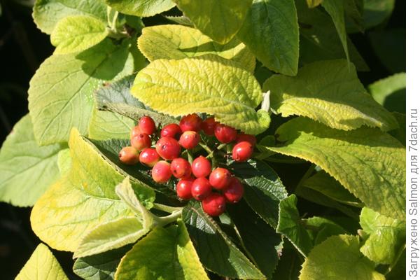 Форма калины годовины