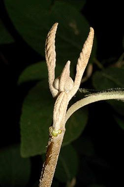 Почки калины гордовины