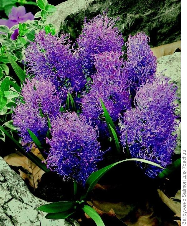 Мuscari comosum Plumosum