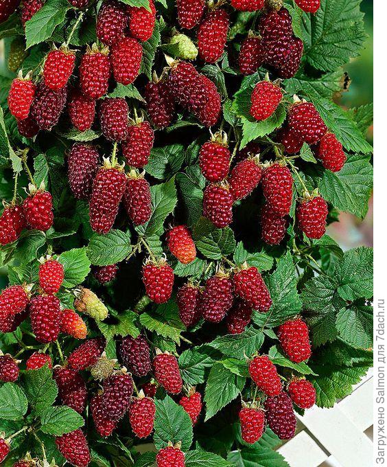 Rubus fruticosus x R. idaeus (Tayberry)