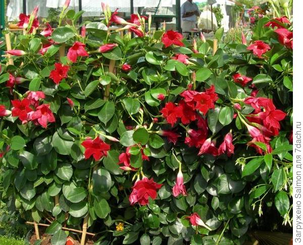 Dipladenia