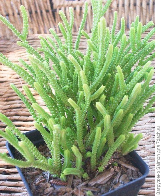 Crassula muscosa