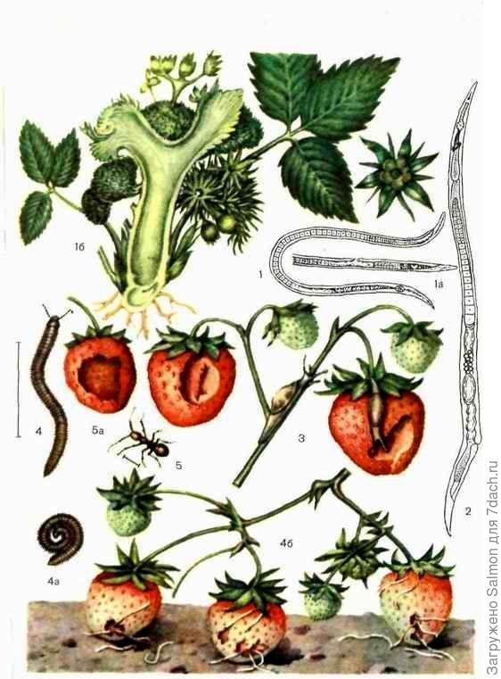 Земляничная нематода