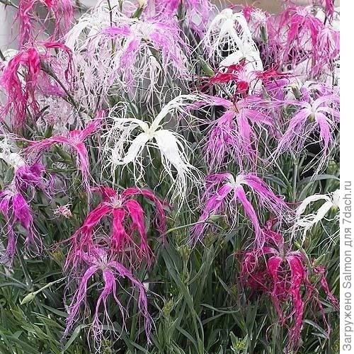 Фото с сайта https://trademe.tmcdn.co.nz