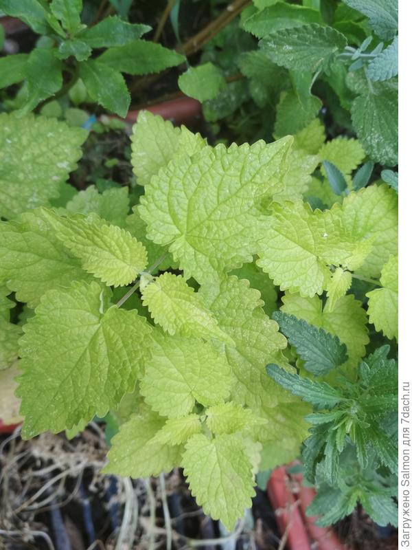 Новичок с желтыми листками