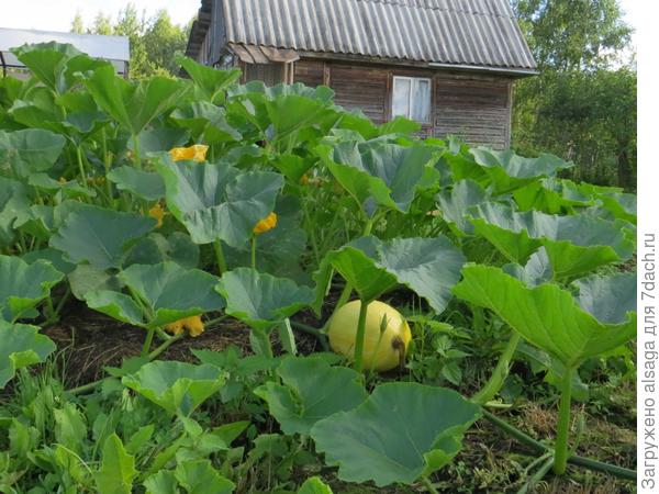 Тыквы вместо сорняков.