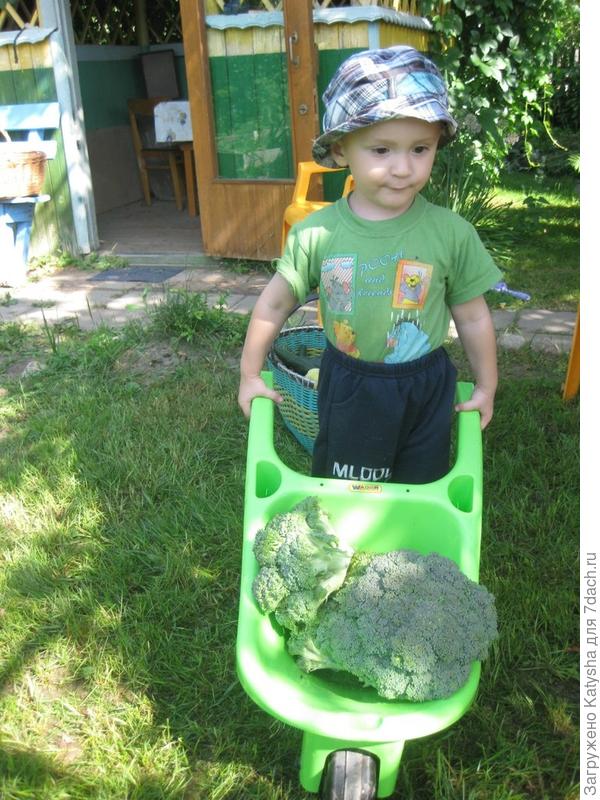 Это наша брокколи, её нужно успеть срезать, пока не начнет цвести!) Посадили первый раз... и такая удача!)