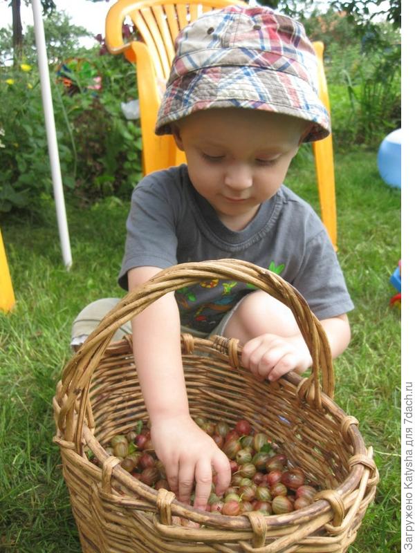 А вот и крыжовничек! Сладкая ягода, спелая)