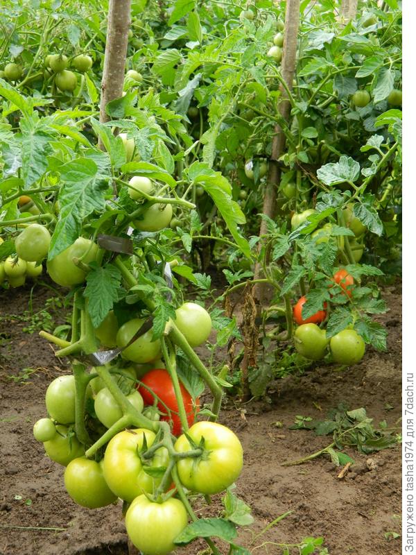 Помидорчики