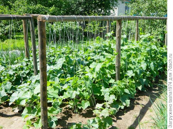 Наши огурчики.