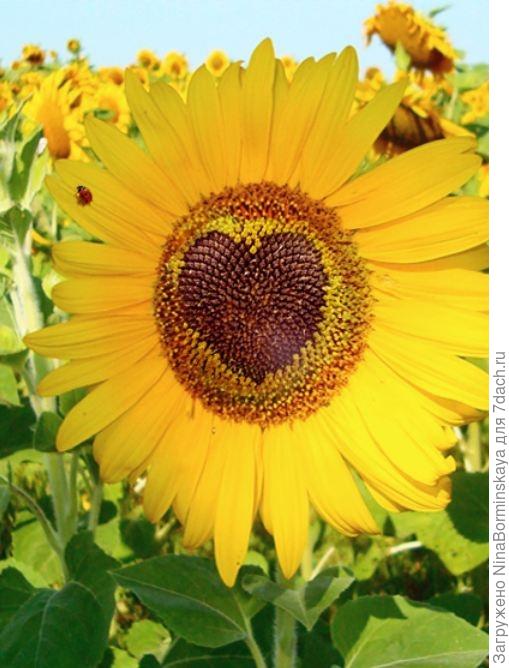 подсолнух любви