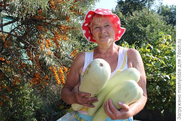 кабачки-богатыри.