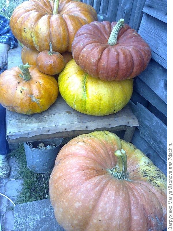 тыквы!!!