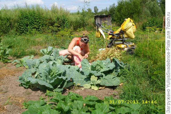 Не забывайте собирать урожай! =)