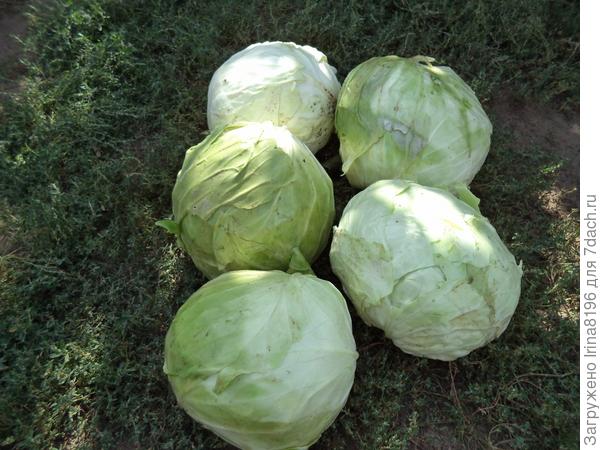 Мы живём в селе, поэтому у нас свой огород. Выращиваем всё. Хочу показать небольшую часть урожая.