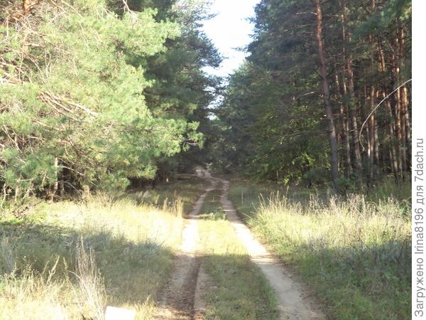 Осень скверы украшает