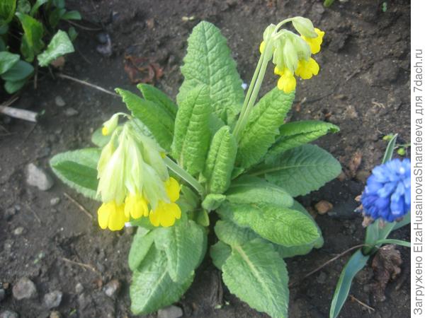 Цветы на даче