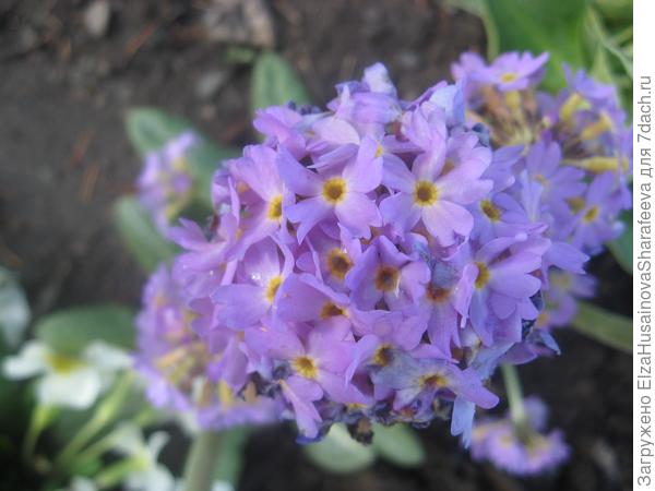 Цветы на даче