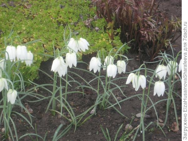 Цветы на даче