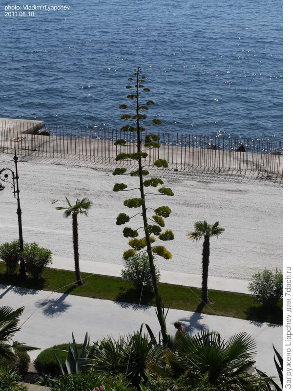 Цветущая агава