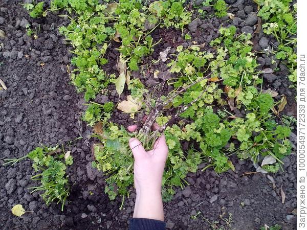 срезанная петрушка