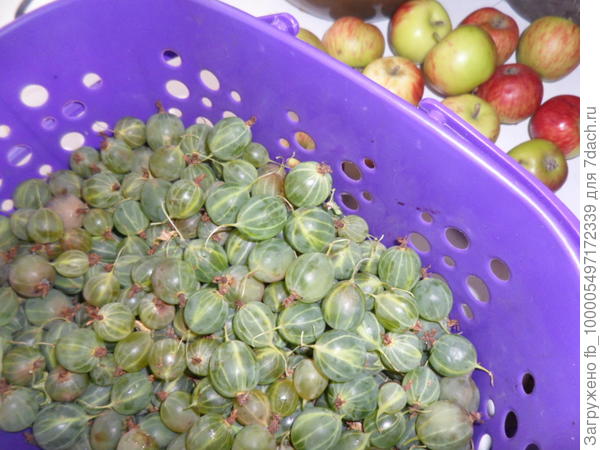 ягоды крыжовника