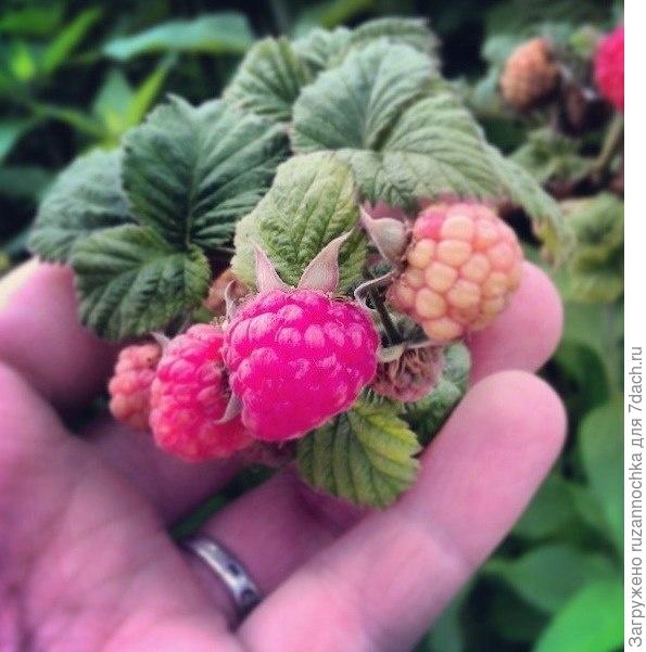 И это настоящая дачная жизнь!!))