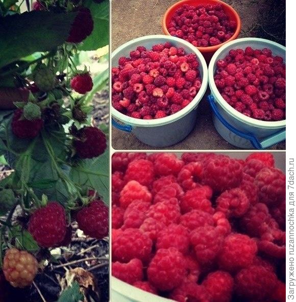 И это настоящая дачная жизнь!!))