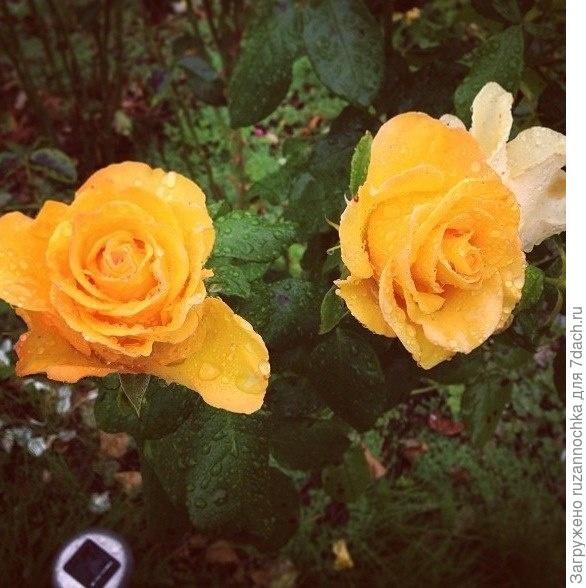 Наш любимый райский уголок!!))