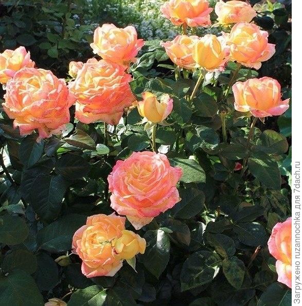 Наш любимый райский уголок!!))