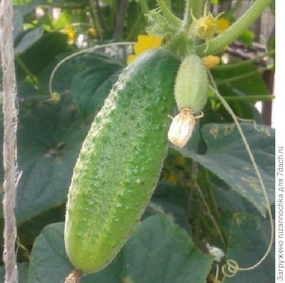 Наш любимый райский уголок!!))
