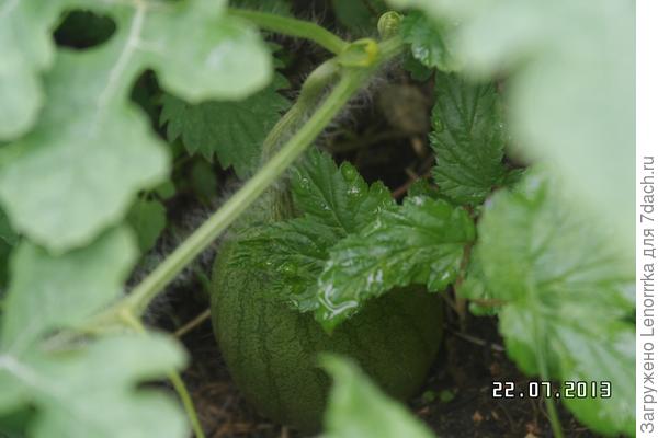 Наш урожай,выращенный на Торфе!!!!!