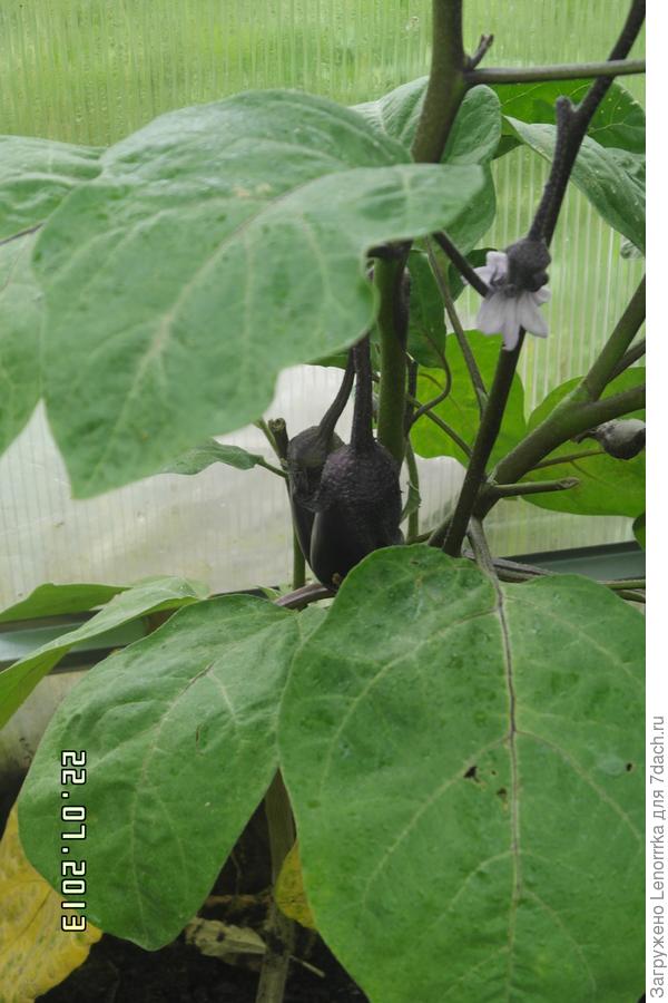 Наш урожай,выращенный на Торфе!!!!!