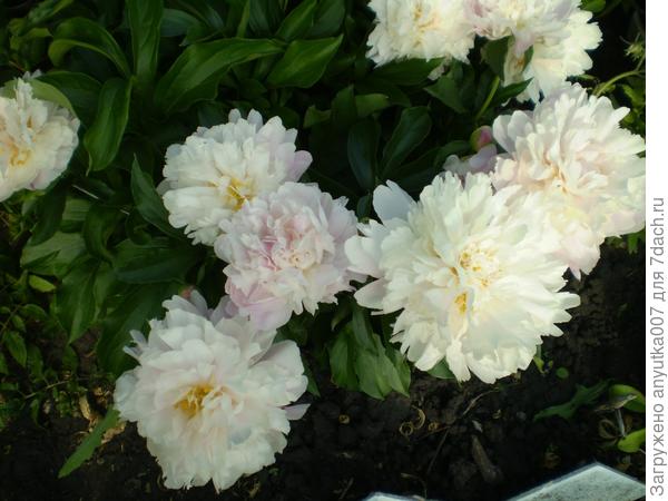 Наша дачная гордость)