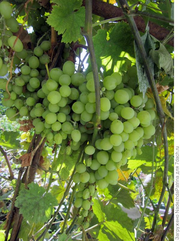 Мой райский сад !!!