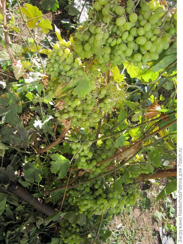 Мой райский сад !!!