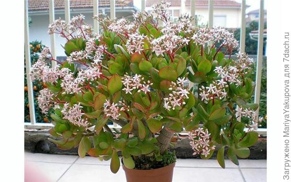 Денежное дерево(период цветения)