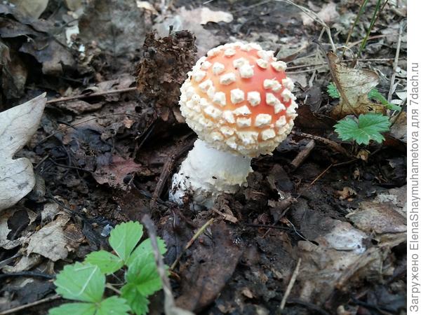 мухомор
