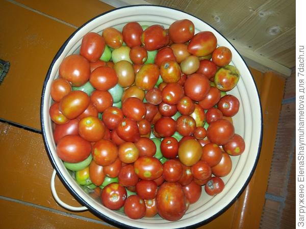 помидорчики