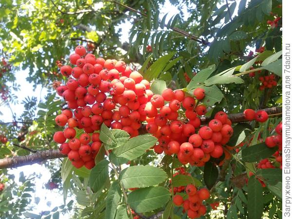 рябина
